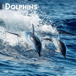 Dolphins Calendar (12 x 12)