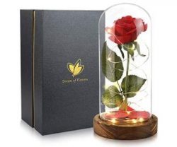 Beauty & The Beast Dome