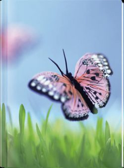 Butterfly Notebook (LG) - Blank Pgs/1 Ruled Sheet (HC)