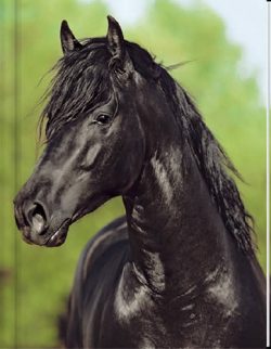 Horse Notebook (LG) - Blank Pgs/1 Ruled Sheet (HC)