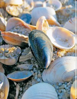 Mussels Notebook (LG) - Blank Pgs/1 Ruled Sheet (HC)