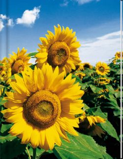 Sunflower Notebook (LG) - Blank Pgs/1 Ruled Sheet (HC)
