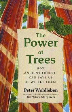 The Power of Trees: How Ancient Forests Can Save Us If We Let Them