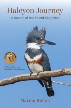 Halcyon Journey: In Search of the Belted Kingfisher