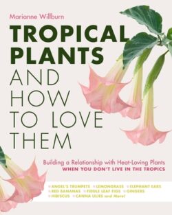 Tropical Plants and How to Love Them: Building a Relationship with Heat-Loving Plants When You Don't Live in the Tropics - Angel's Trumpets - Lemongra