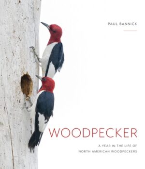 Woodpecker: A Year in the Life of North American Woodpeckers