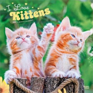 I Love Kittens 2027 12 X 24 Inch (Hanging) Monthly Square Wall Calendar Plastic-Free