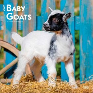 Baby Goats 2027 12 X 24 Inch (Hanging) Monthly Square Wall Calendar Plastic-Free