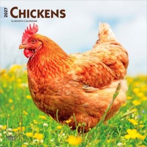 Chickens 2027 12 X 24 Inch (Hanging) Monthly Square Wall Calendar Plastic-Free