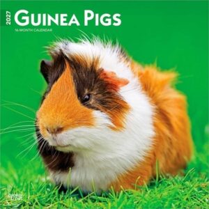 Guinea Pigs 2027 12 X 24 Inch (Hanging) Monthly Square Wall Calendar Plastic-Free
