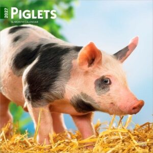 Piglets 2027 12 X 24 Inch (Hanging) Monthly Square Wall Calendar Plastic-Free