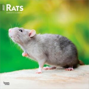 Rats 2027 12 X 24 Inch (Hanging) Monthly Square Wall Calendar Plastic-Free