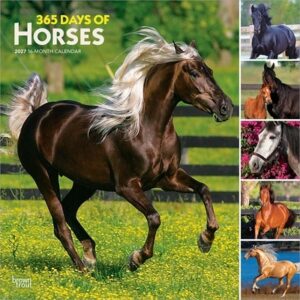 365 Days of Horses 2027 12 X 24 Inch (Hanging) Monthly Square Wall Calendar Plastic-Free