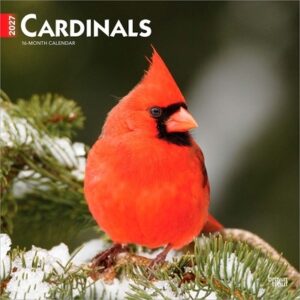 Cardinals 2027 12 X 24 Inch (Hanging) Monthly Square Wall Calendar Plastic-Free