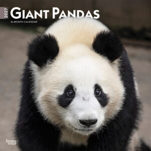 Giant Pandas 2027 12 X 24 Inch (Hanging) Monthly Square Wall Calendar Plastic-Free