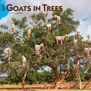 Goats in Trees 2027 12 X 24 Inch (Hanging) Monthly Square Wall Calendar Plastic-Free