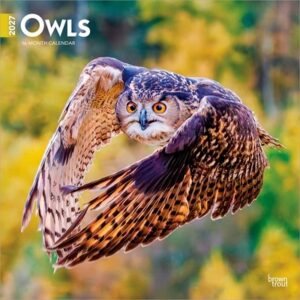 Owls 2027 12 X 24 Inch (Hanging) Monthly Square Wall Calendar Plastic-Free