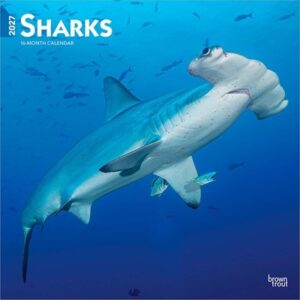 Sharks 2027 12 X 24 Inch (Hanging) Monthly Square Wall Calendar Plastic-Free