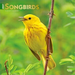 Songbirds 2027 12 X 24 Inch (Hanging) Monthly Square Wall Calendar Foil Stamped Cover Plastic-Free