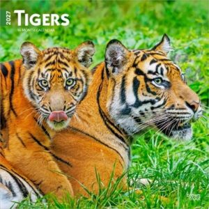 Tigers 2027 12 X 24 Inch (Hanging) Monthly Square Wall Calendar Plastic-Free