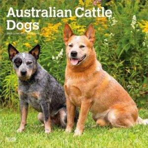 Australian Cattle Dogs 2027 12 X 24 Inch (Hanging) Monthly Square Wall Calendar Plastic-Free