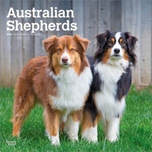 Australian Shepherds 2027 12 X 24 Inch (Hanging) Monthly Square Wall Calendar Plastic-Free