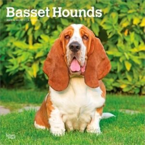 Basset Hounds 2027 12 X 24 Inch (Hanging) Monthly Square Wall Calendar Plastic-Free