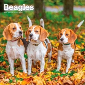 Beagles 2027 12 X 24 Inch (Hanging) Monthly Square Wall Calendar Plastic-Free