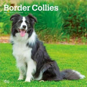 Border Collies 2027 12 X 24 Inch (Hanging) Monthly Square Wall Calendar Plastic-Free