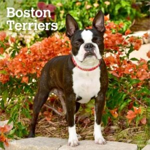 Boston Terriers 2027 12 X 24 Inch (Hanging) Monthly Square Wall Calendar Plastic-Free