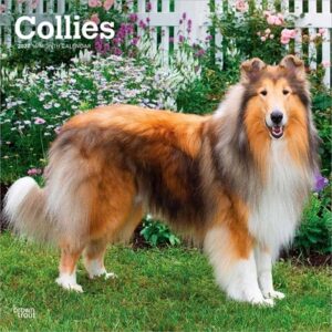 Collies 2027 12 X 24 Inch (Hanging) Monthly Square Wall Calendar Plastic-Free