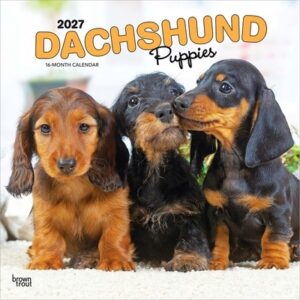 Dachshund Puppies 2027 12 X 24 Inch (Hanging) Monthly Square Wall Calendar Plastic-Free