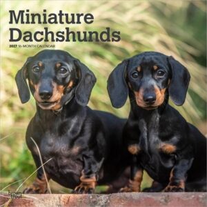 Miniature Dachshunds 2027 12 X 24 Inch (Hanging) Monthly Square Wall Calendar Plastic-Free