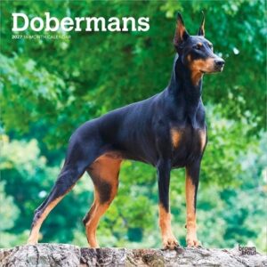 Dobermans 2027 12 X 24 Inch (Hanging) Monthly Square Wall Calendar Plastic-Free