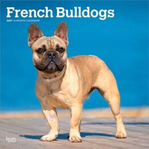 French Bulldogs 2027 12 X 24 Inch (Hanging) Monthly Square Wall Calendar Plastic-Free