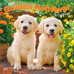 Golden Retriever Puppies 2027 12 X 24 Inch (Hanging) Monthly Square Wall Calendar Plastic-Free