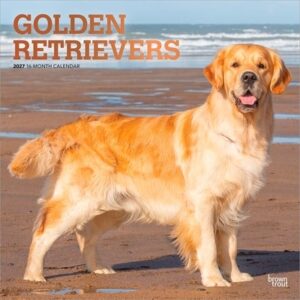 Golden Retrievers 2027 12 X 24 Inch (Hanging) Monthly Square Wall Calendar Foil Stamped Cover Plastic-Free