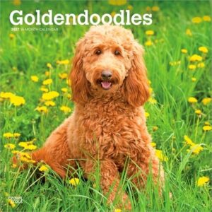 Goldendoodles 2027 12 X 24 Inch (Hanging) Monthly Square Wall Calendar Plastic-Free
