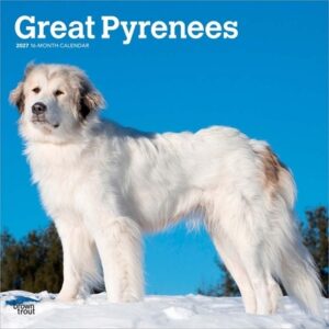 Great Pyrenees 2027 12 X 24 Inch (Hanging) Monthly Square Wall Calendar Plastic-Free