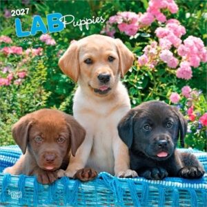 Labrador Retriever Puppies 2027 12 X 24 Inch (Hanging) Monthly Square Wall Calendar Plastic-Free