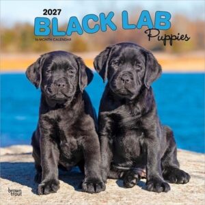 Black Labrador Retriever Puppies 2027 12 X 24 Inch (Hanging) Monthly Square Wall Calendar Plastic-Free