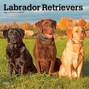 Labrador Retrievers 2027 12 X 24 Inch (Hanging) Monthly Square Wall Calendar Plastic-Free