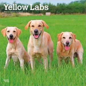 Yellow Labrador Retrievers 2027 12 X 24 Inch (Hanging) Monthly Square Wall Calendar Plastic-Free