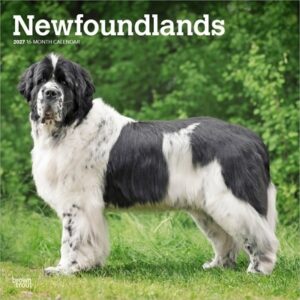 Newfoundlands 2027 12 X 24 Inch (Hanging) Monthly Square Wall Calendar Plastic-Free