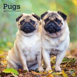 Pugs 2027 12 X 24 Inch (Hanging) Monthly Square Wall Calendar Plastic-Free