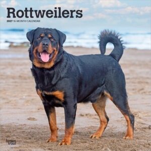 Rottweilers 2027 12 X 24 Inch (Hanging) Monthly Square Wall Calendar Plastic-Free