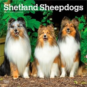 Shetland Sheepdogs 2027 12 X 24 Inch (Hanging) Monthly Square Wall Calendar Plastic-Free