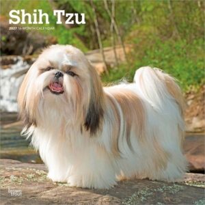 Shih Tzu 2027 12 X 24 Inch (Hanging) Monthly Square Wall Calendar Plastic-Free