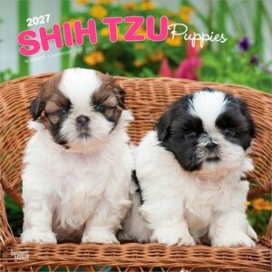 Shih Tzu Puppies 2027 12 X 24 Inch (Hanging) Monthly Square Wall Calendar Plastic-Free