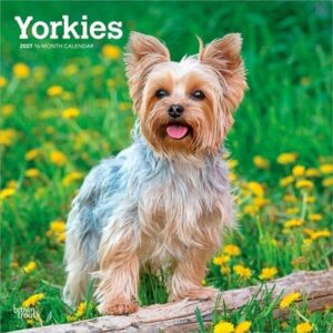 Yorkshire Terriers 2027 12 X 24 Inch (Hanging) Monthly Square Wall Calendar Plastic-Free